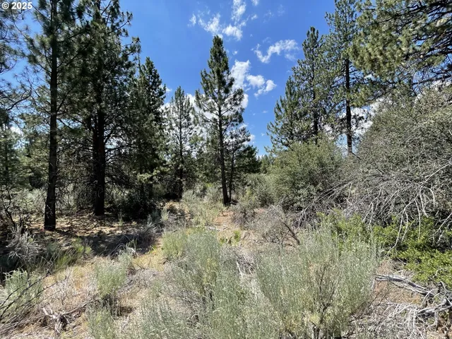 a view of a dry yard with trees
