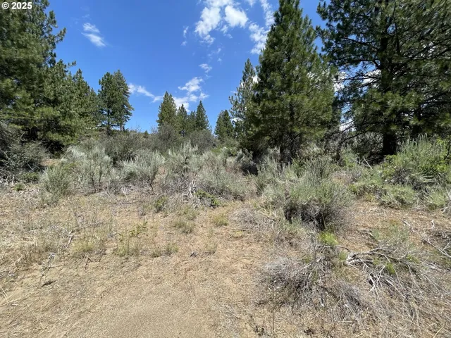 a view of a yard with plants and tree