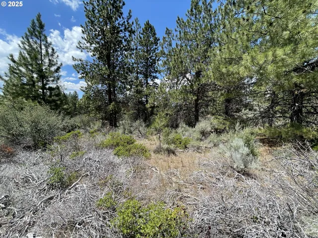 a view of a bunch of trees in a yard