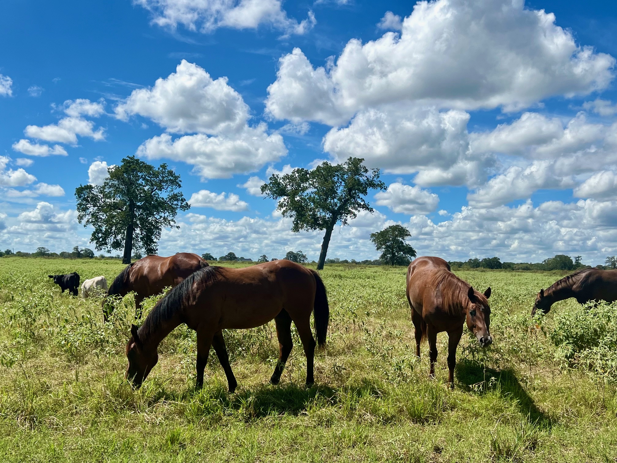 3 Big Sky Rnch Road Smithville, TX 78957 - Photo 10 of 10 Stable featuring a rural view