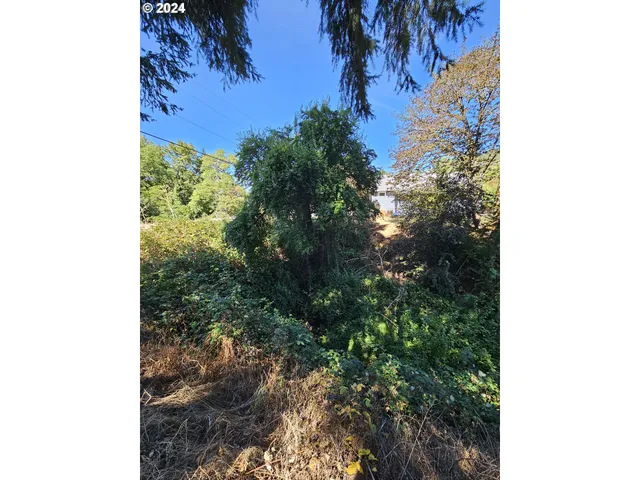 a view of a tree in a yard