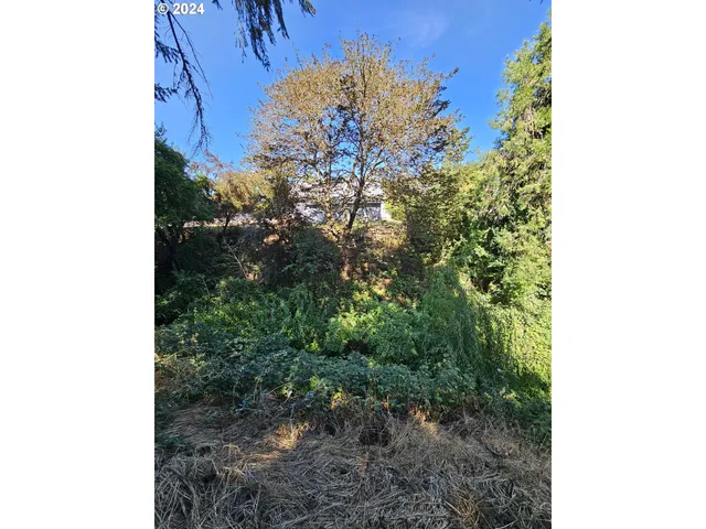 a view of a forest with a tree