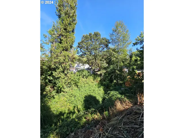 a close up of a plant in a garden