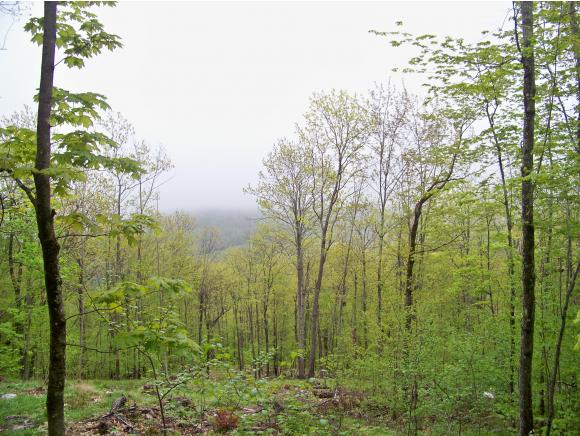 Lot 53 Rice Hill Road Freedom, NH 03836 - Photo 6 of 15