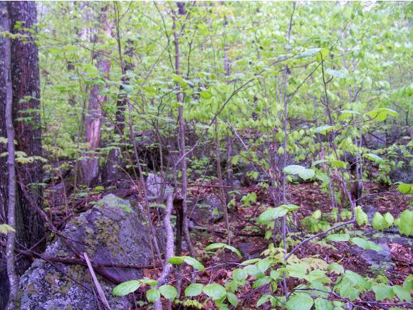 Lot 53 Rice Hill Road Freedom, NH 03836 - Photo 7 of 15