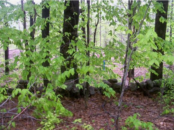 Lot 53 Rice Hill Road Freedom, NH 03836 - Photo 10 of 15