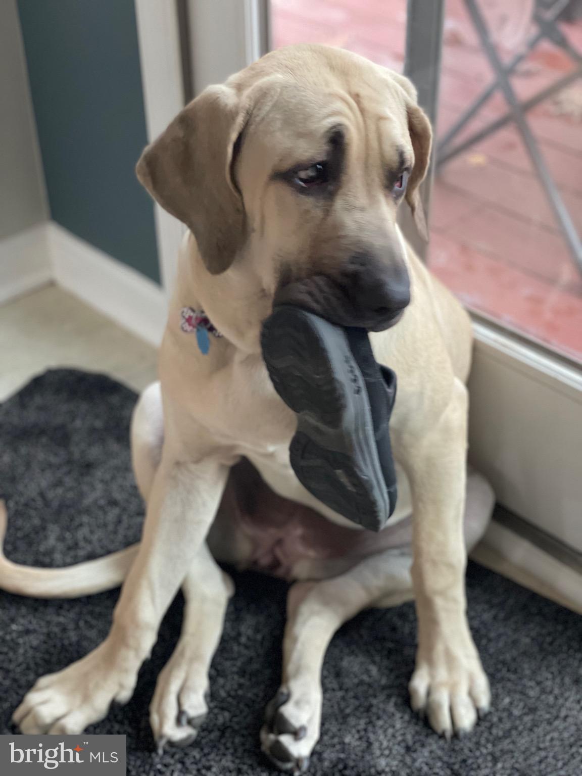 1720 37th Street Northwest Washington, DC 20007 - Photo 21 of 47 Nikita!