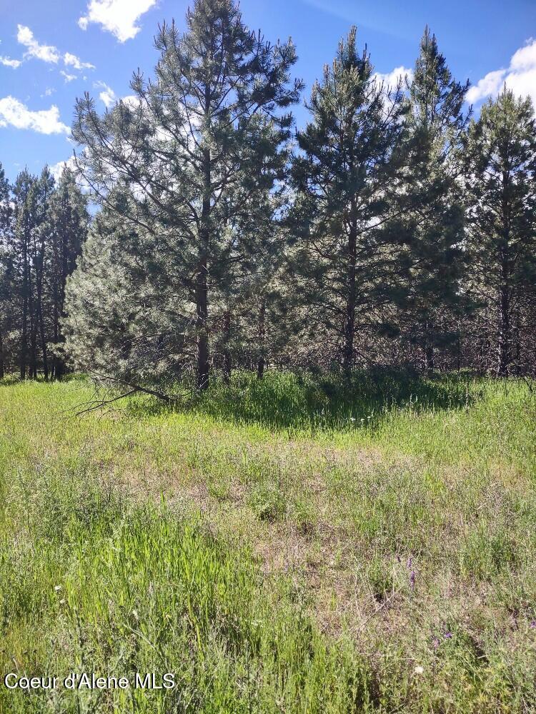 Lot 1 Champs Road Bonners Ferry, ID 83805 - Photo 4 of 9 Semi mature trees