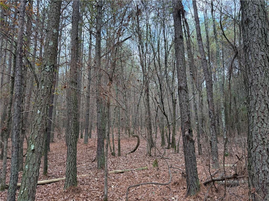 0 Branson Crossing Road Kingston, GA 30145 - Photo 11 of 14 a view of a forest filled with trees