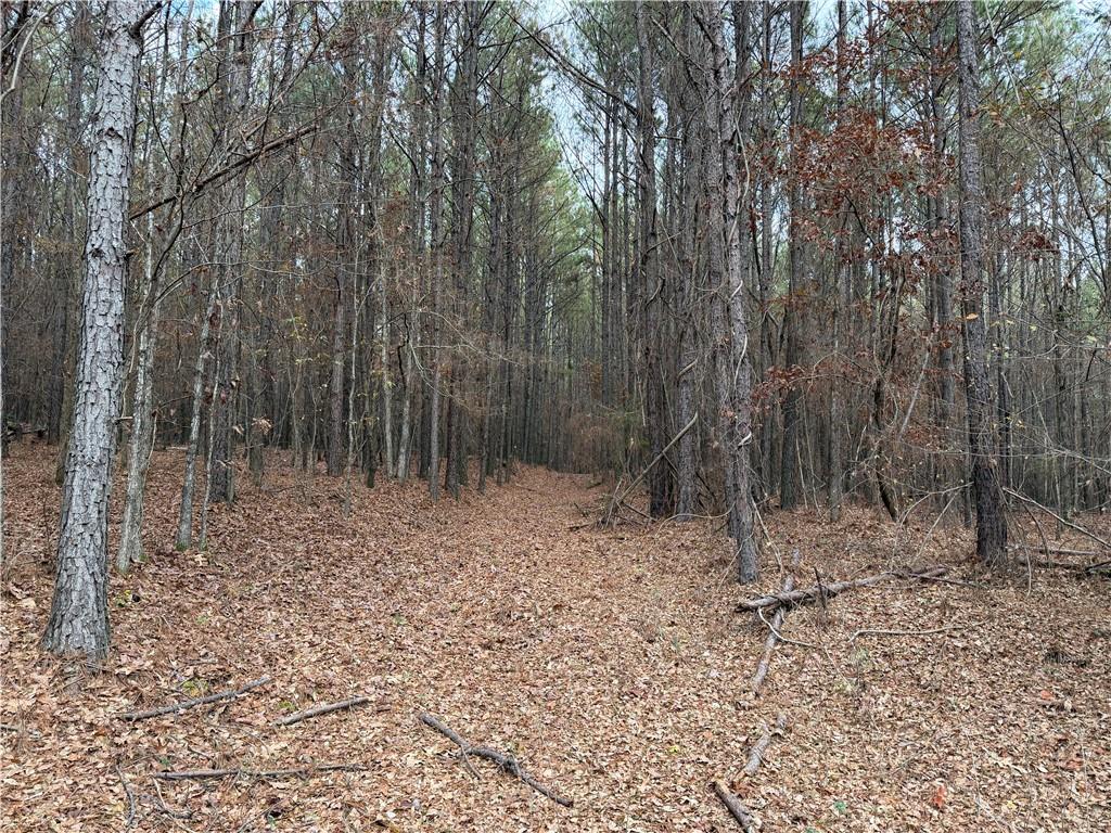 0 Branson Crossing Road Kingston, GA 30145 - Photo 5 of 14 a view of a forest with trees in the background