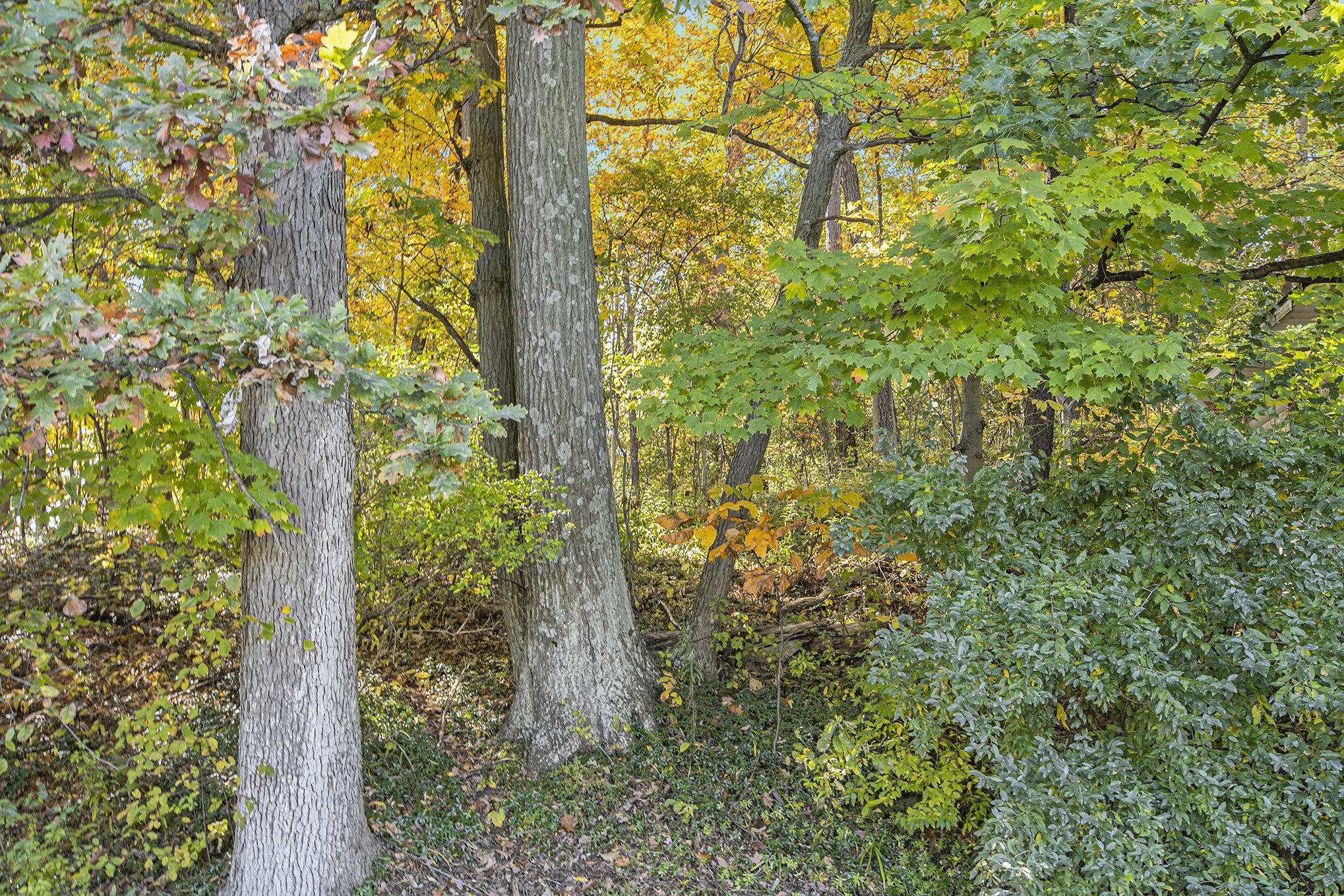 907 Ridge Court Chelsea, MI 48118 - Photo 11 of 21 004__mg_9689_230