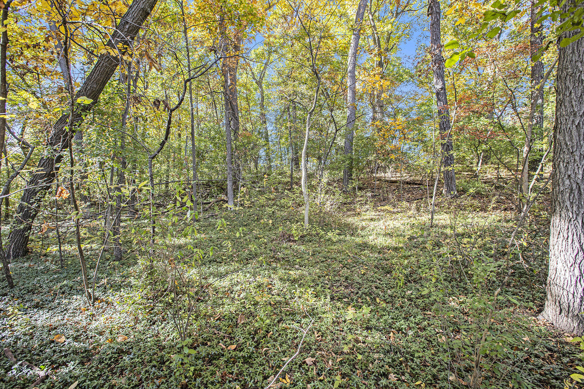 907 Ridge Court Chelsea, MI 48118 - Photo 12 of 21 005__mg_9690_564