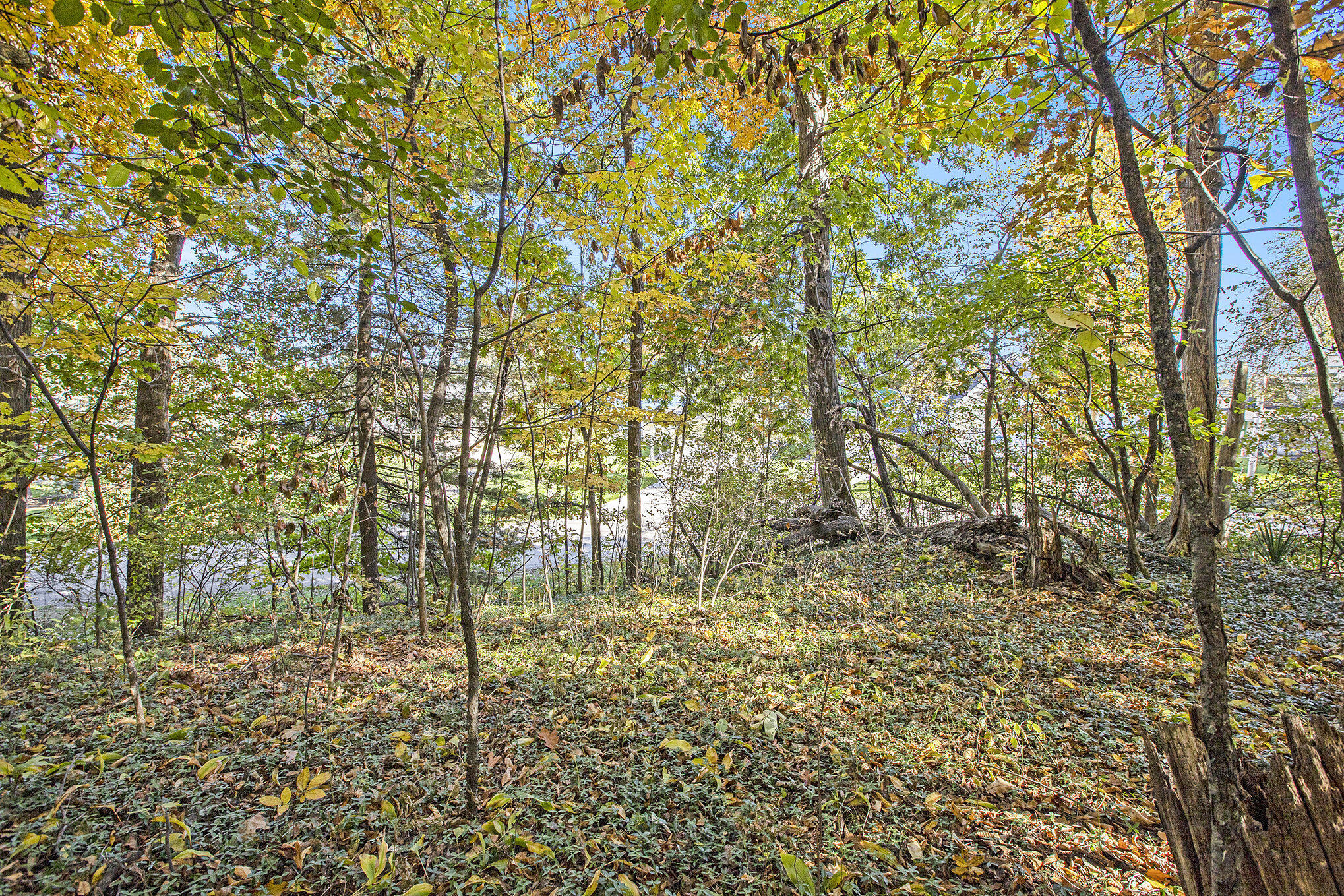 907 Ridge Court Chelsea, MI 48118 - Photo 13 of 21 006__mg_9691_441