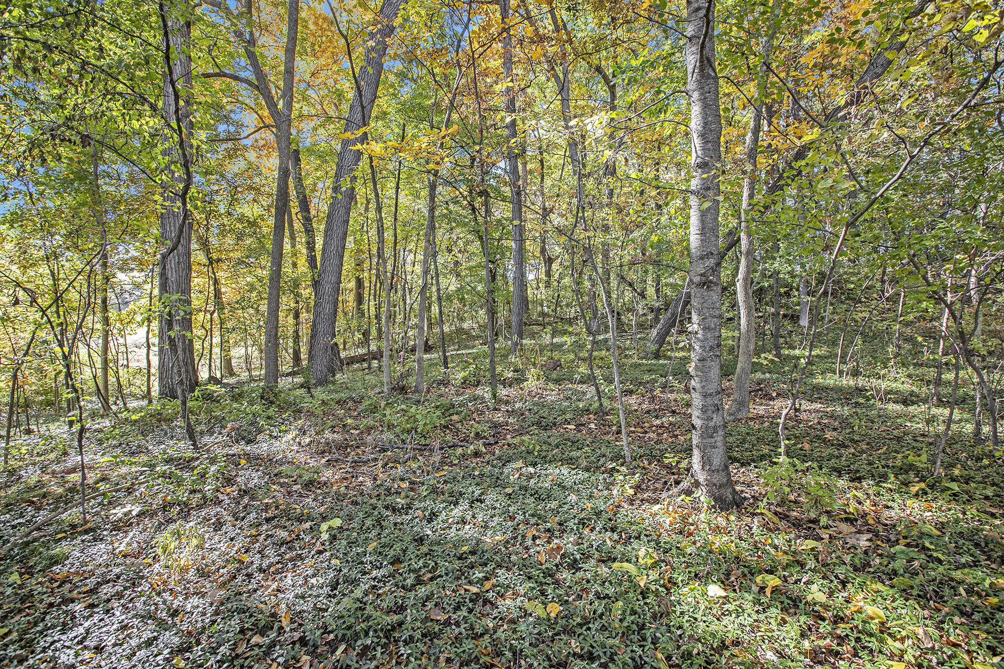 907 Ridge Court Chelsea, MI 48118 - Photo 14 of 21 007__mg_9692_819