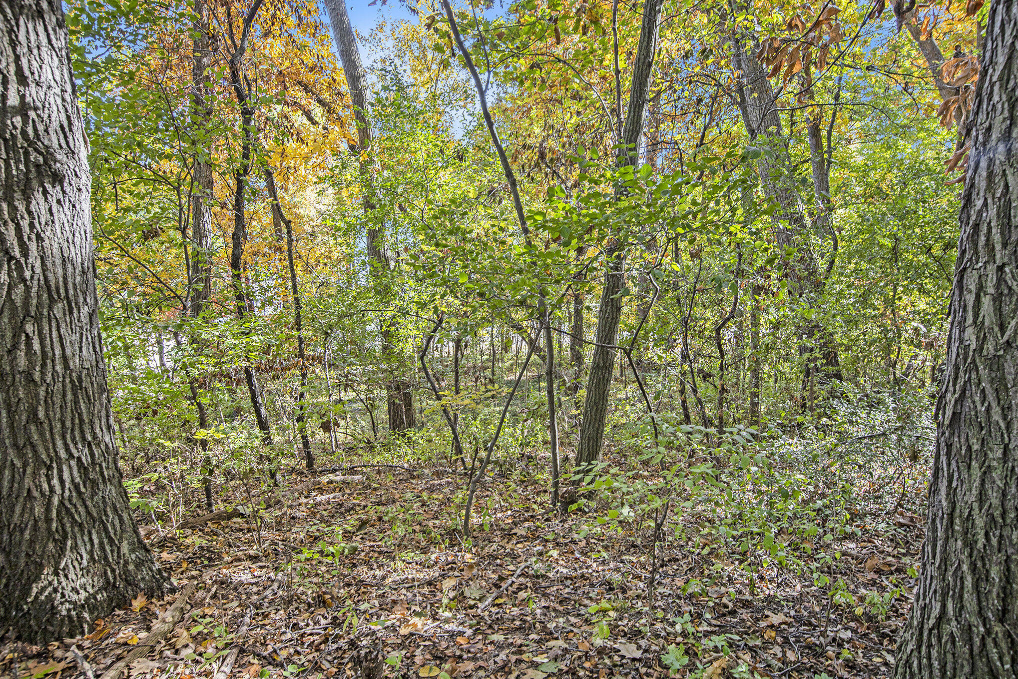 907 Ridge Court Chelsea, MI 48118 - Photo 15 of 21 009__mg_9695_328