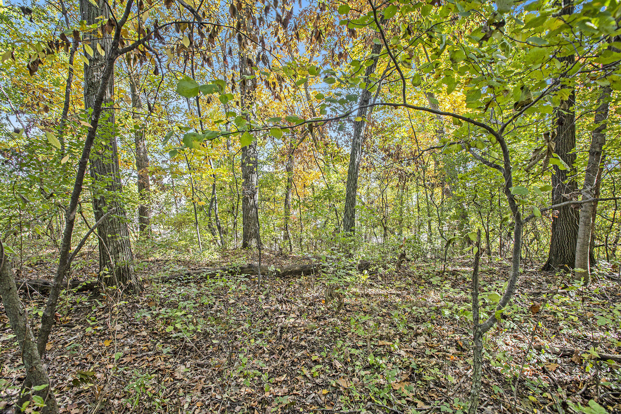 907 Ridge Court Chelsea, MI 48118 - Photo 16 of 21 010__mg_9696_206