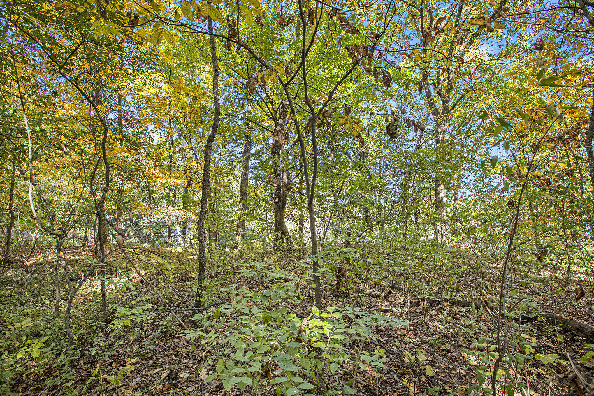 907 Ridge Court Chelsea, MI 48118 - Photo 17 of 21 011__mg_9697_719