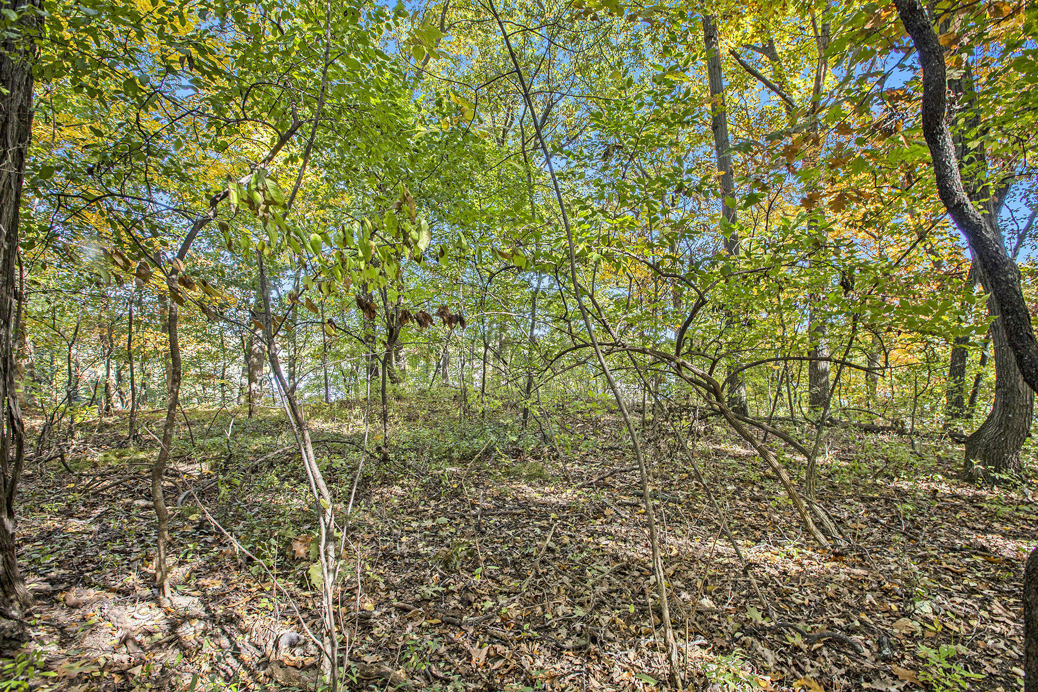 907 Ridge Court Chelsea, MI 48118 - Photo 18 of 21 012__mg_9698_896