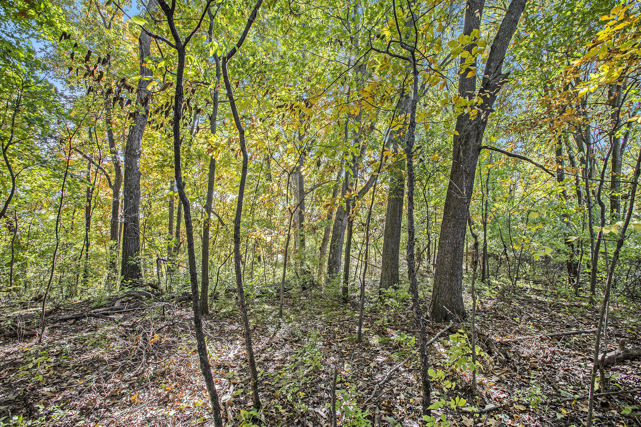 907 Ridge Court Chelsea, MI 48118 - Photo 19 of 21 013__mg_9699_43