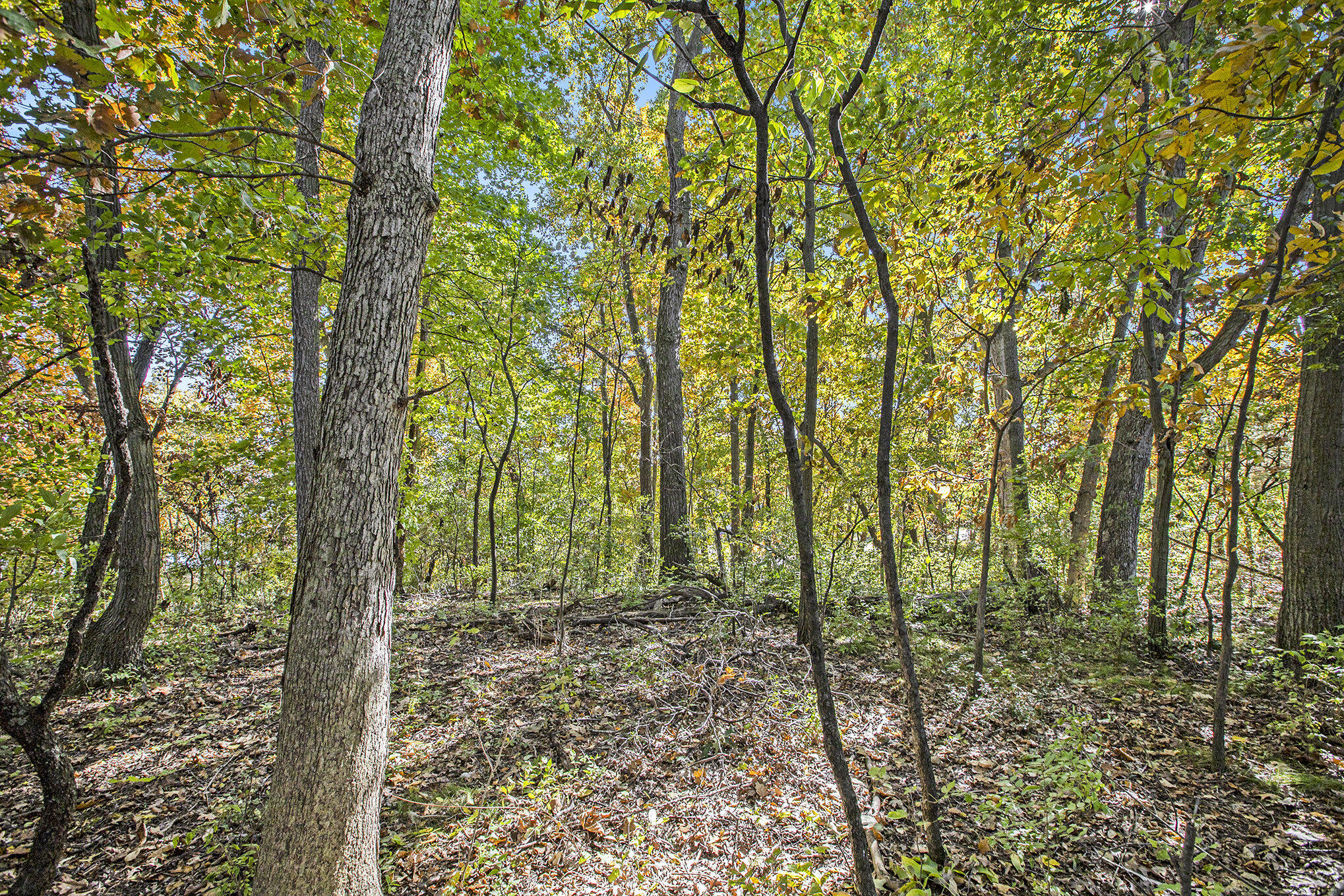 907 Ridge Court Chelsea, MI 48118 - Photo 20 of 21 014__mg_9701_667