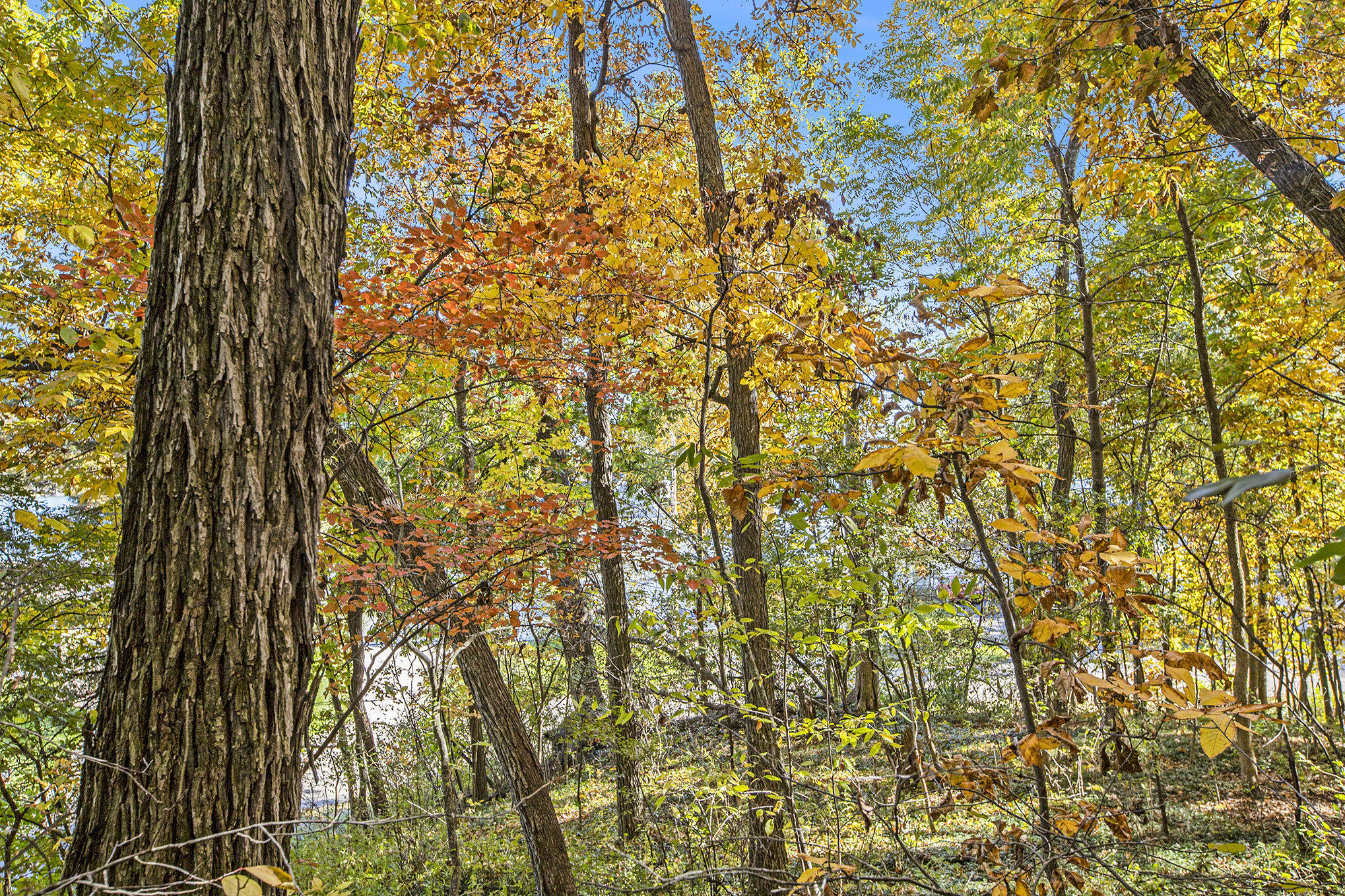 907 Ridge Court Chelsea, MI 48118 - Photo 21 of 21 015__mg_9702_346