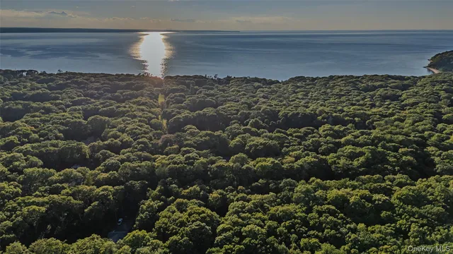 a view of a forest with trees