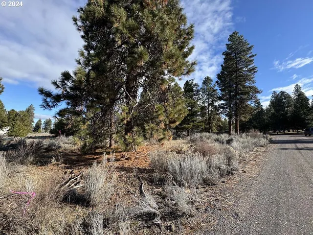 a view of a dry yard with trees