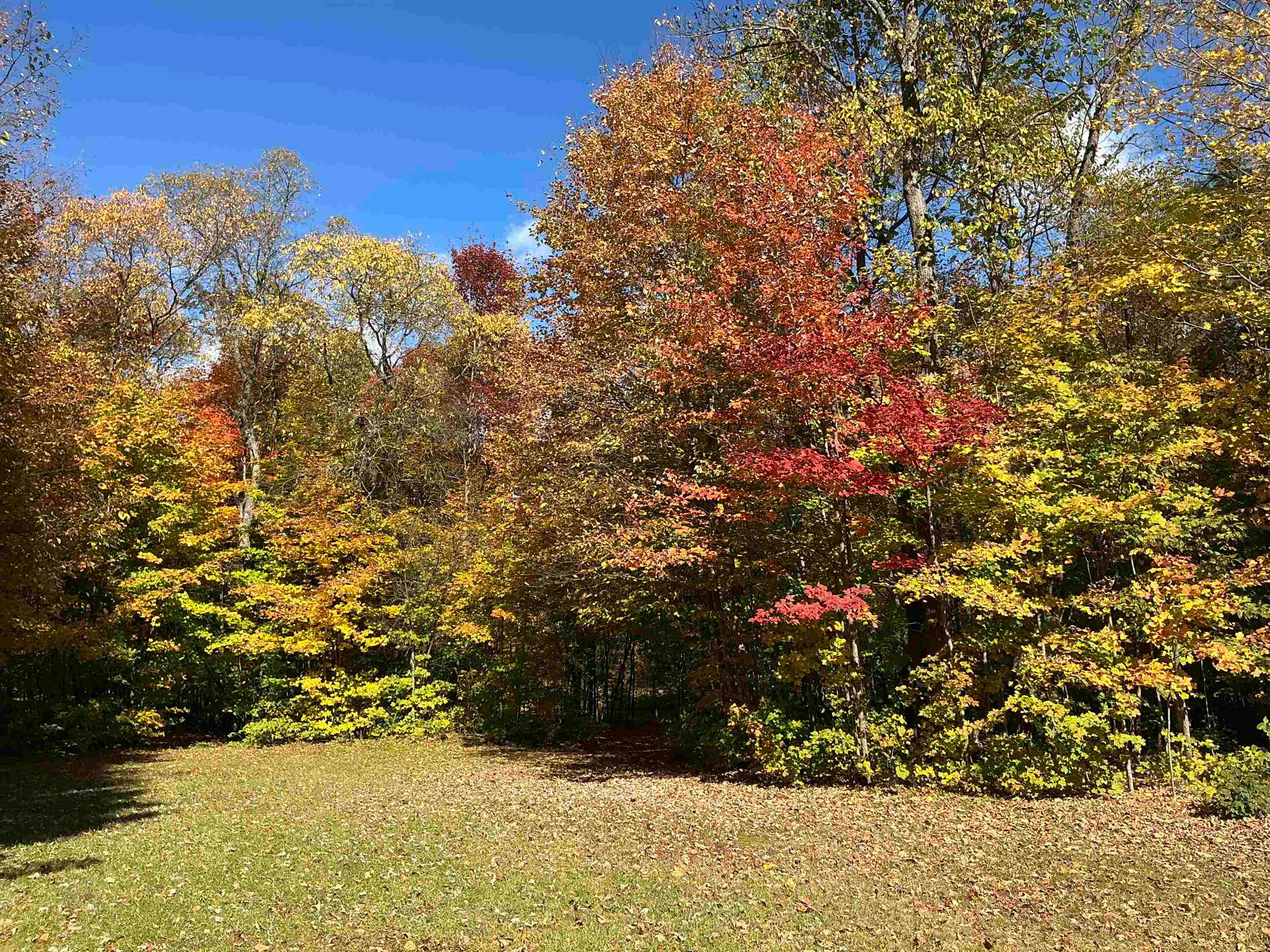 9325 Barnhart Road Mancelona, MI 49659 - Photo 11 of 26 Gallery Image 11