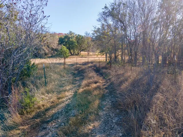a view of a forest with trees in the background