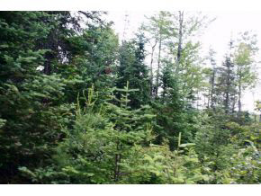 49.5 Deer Run Road Bethlehem, NH 03574 - Photo 11 of 16