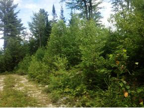 49.5 Deer Run Road Bethlehem, NH 03574 - Photo 5 of 16