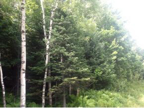 49.5 Deer Run Road Bethlehem, NH 03574 - Photo 6 of 16