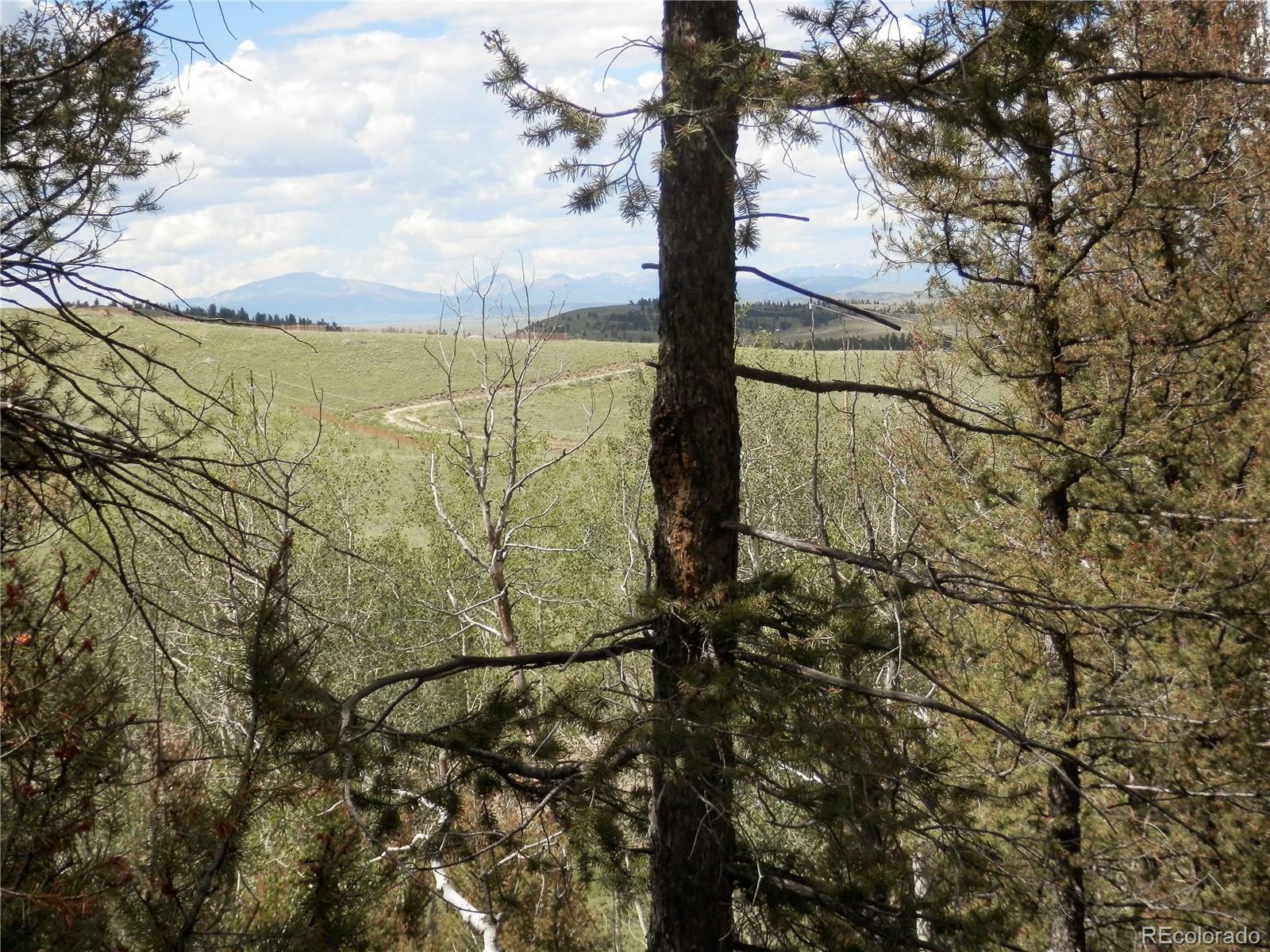 4469 Ranch Road Hartsel, CO 80449 - Photo 31 of 40 a picture of trees