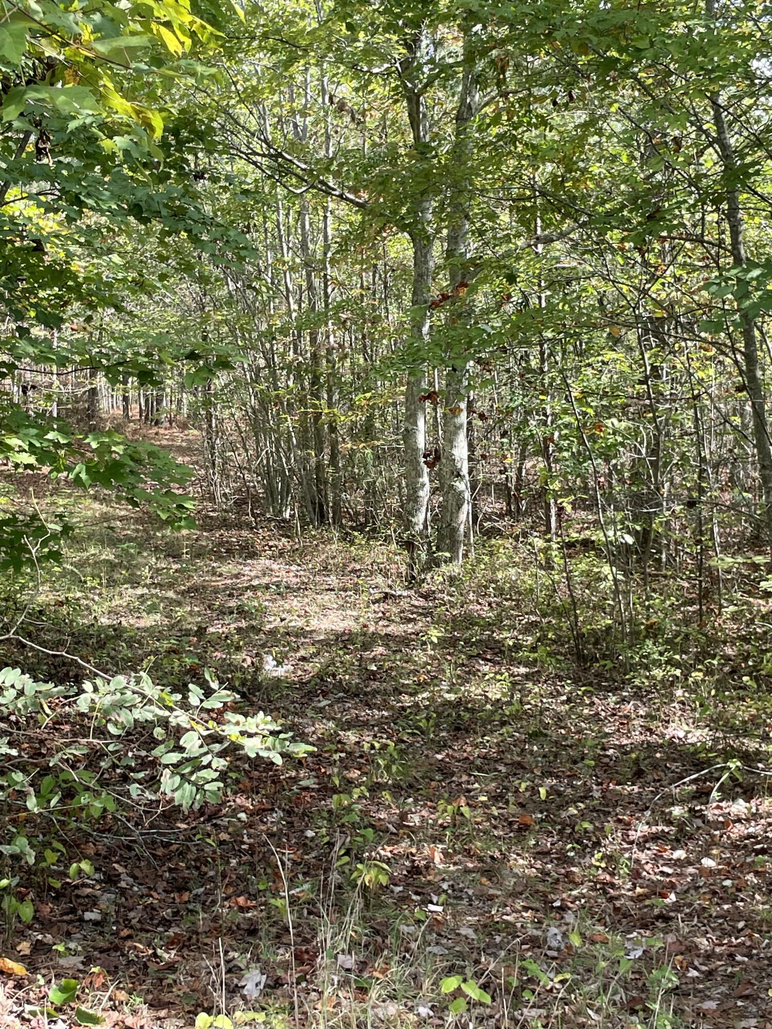 3685 Crockett Point, Unit JF141 Jasper, TN 37347 - Photo 3 of 27 IMG_5613