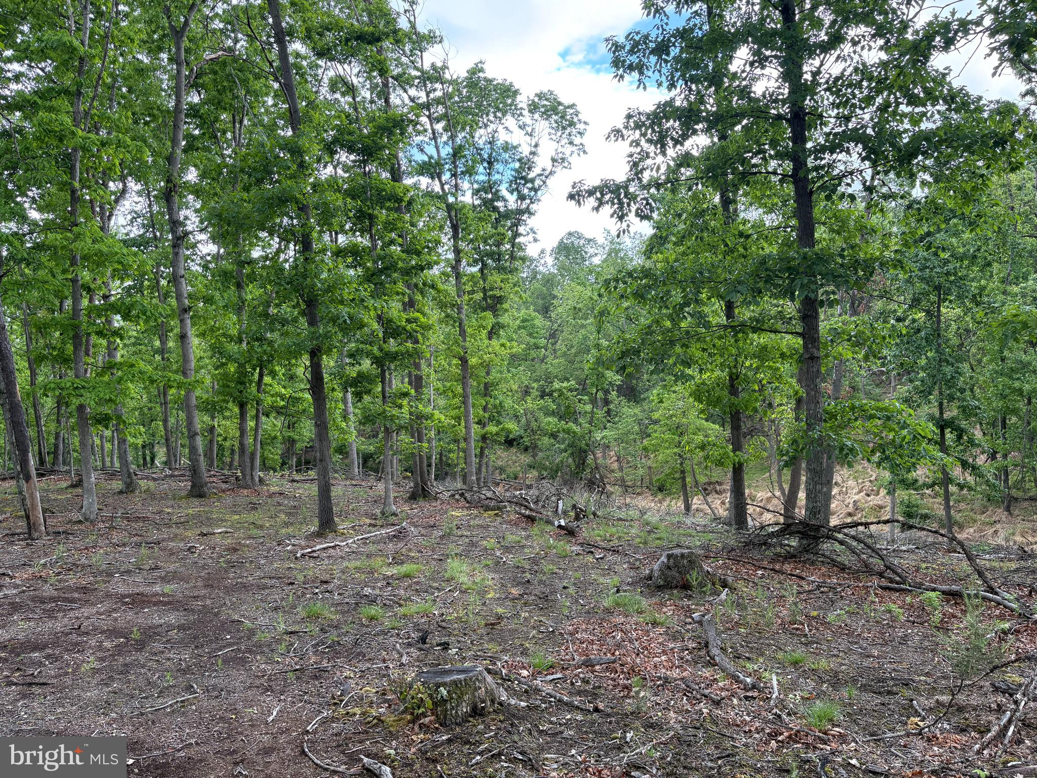 40.15-ac Middle Ridge Road Burlington, WV 26710 - Photo 16 of 47
