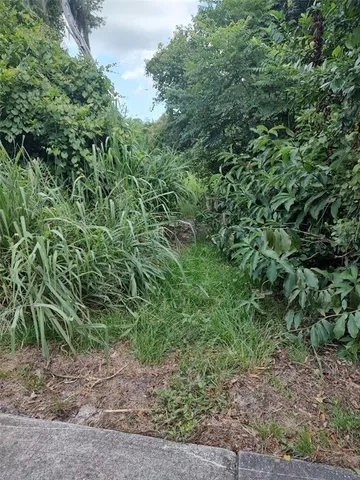 a view of a forest with lots of trees