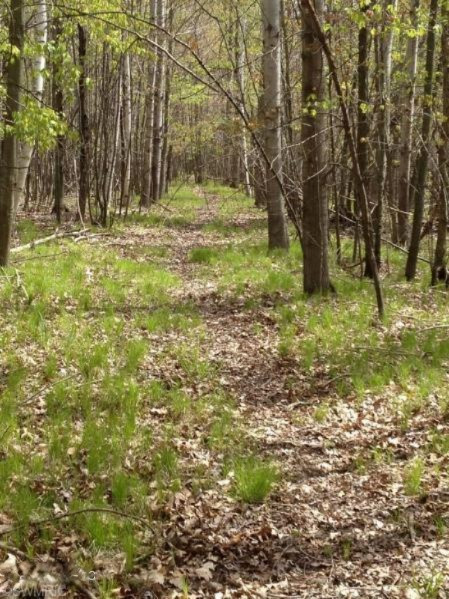 7400 Wabasis Road Northeast Belding, MI 48809 - Photo 1 of 2 Wabasis 7400 - no snow