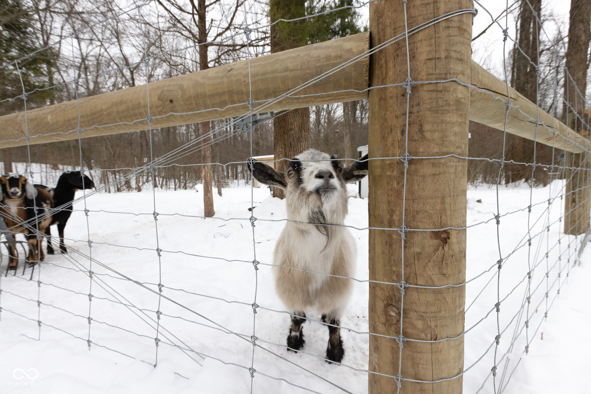 7347 North Baltimore Road Monrovia, IN 46157 - Photo 28 of 32