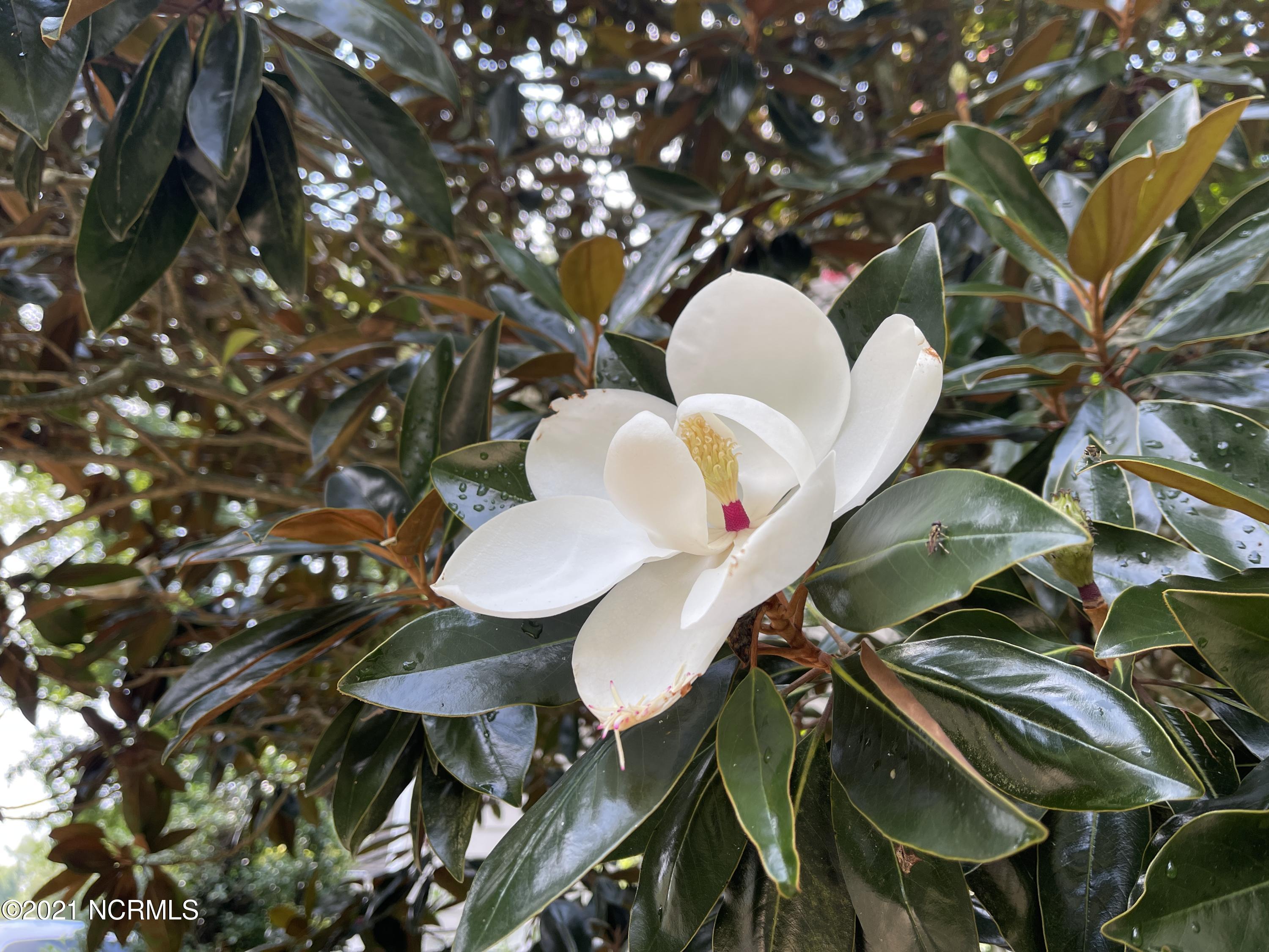 112 Catnip Point Road Bath, NC 27808 - Photo 53 of 56 053-Magnolia Blossoms