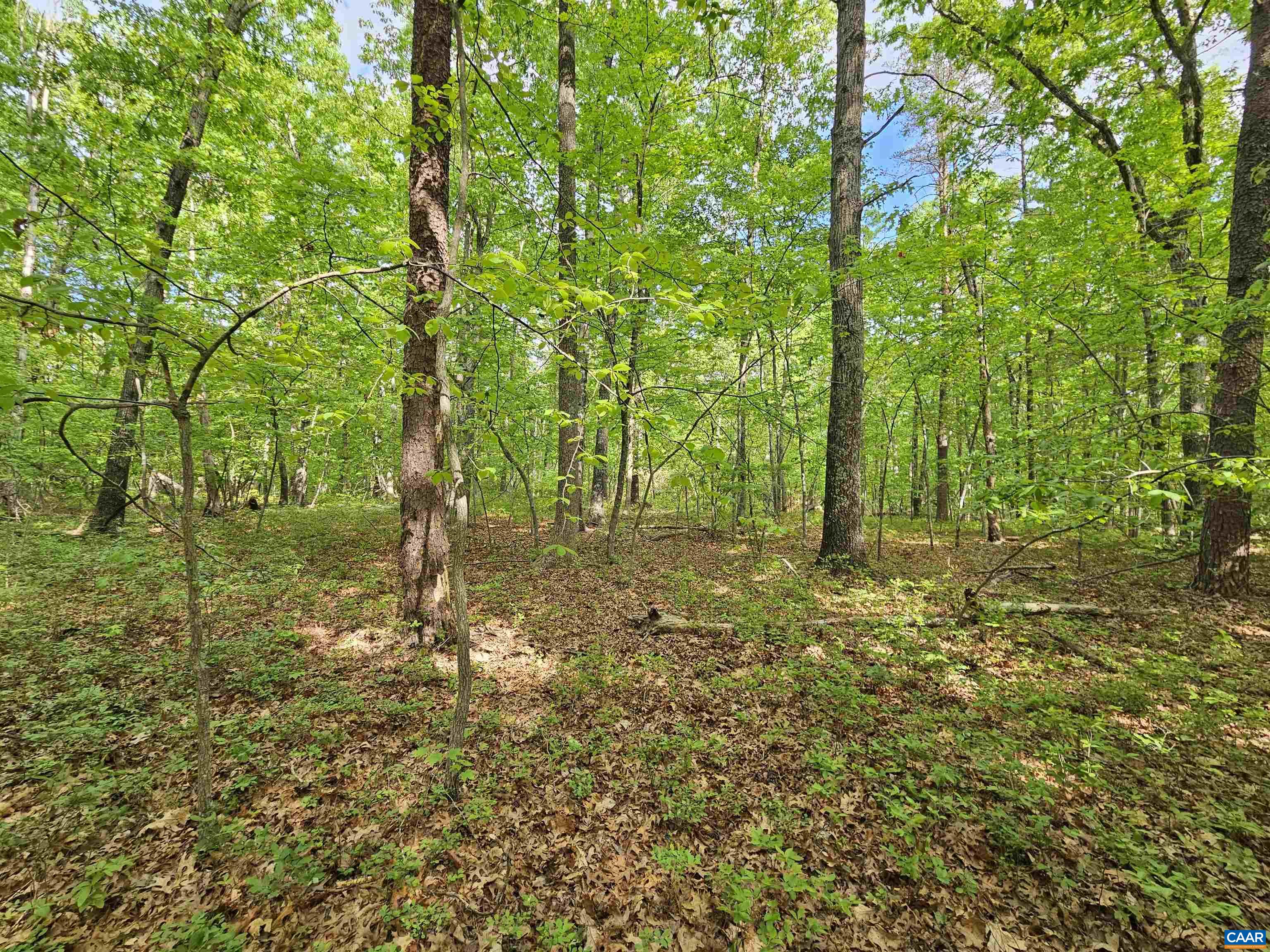 8.65-ac Pond Road Buckingham, VA 23921 - Photo 12 of 23 Gallery Image 12
