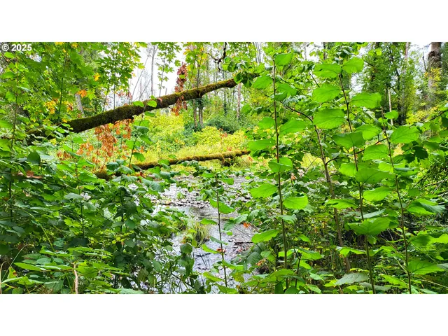 a open area with trees in the background