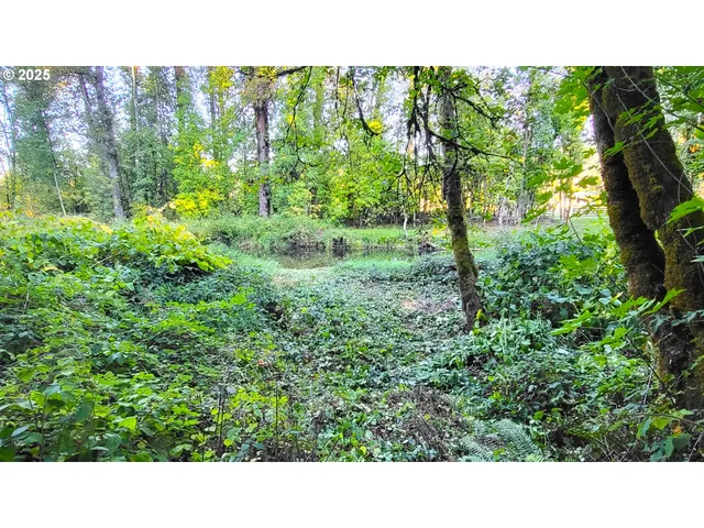 a open area with trees in the background