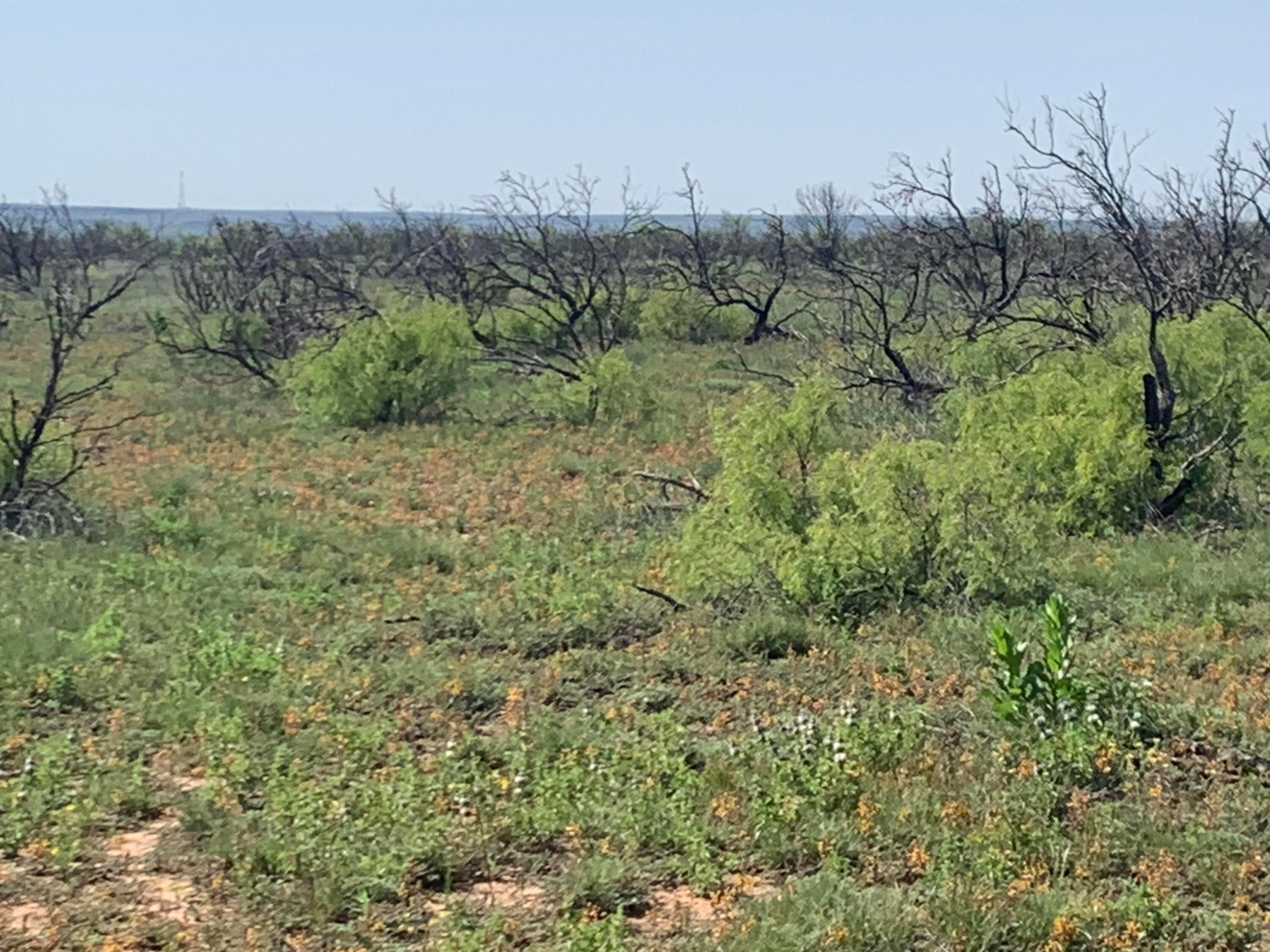 a view of a forest with a tree