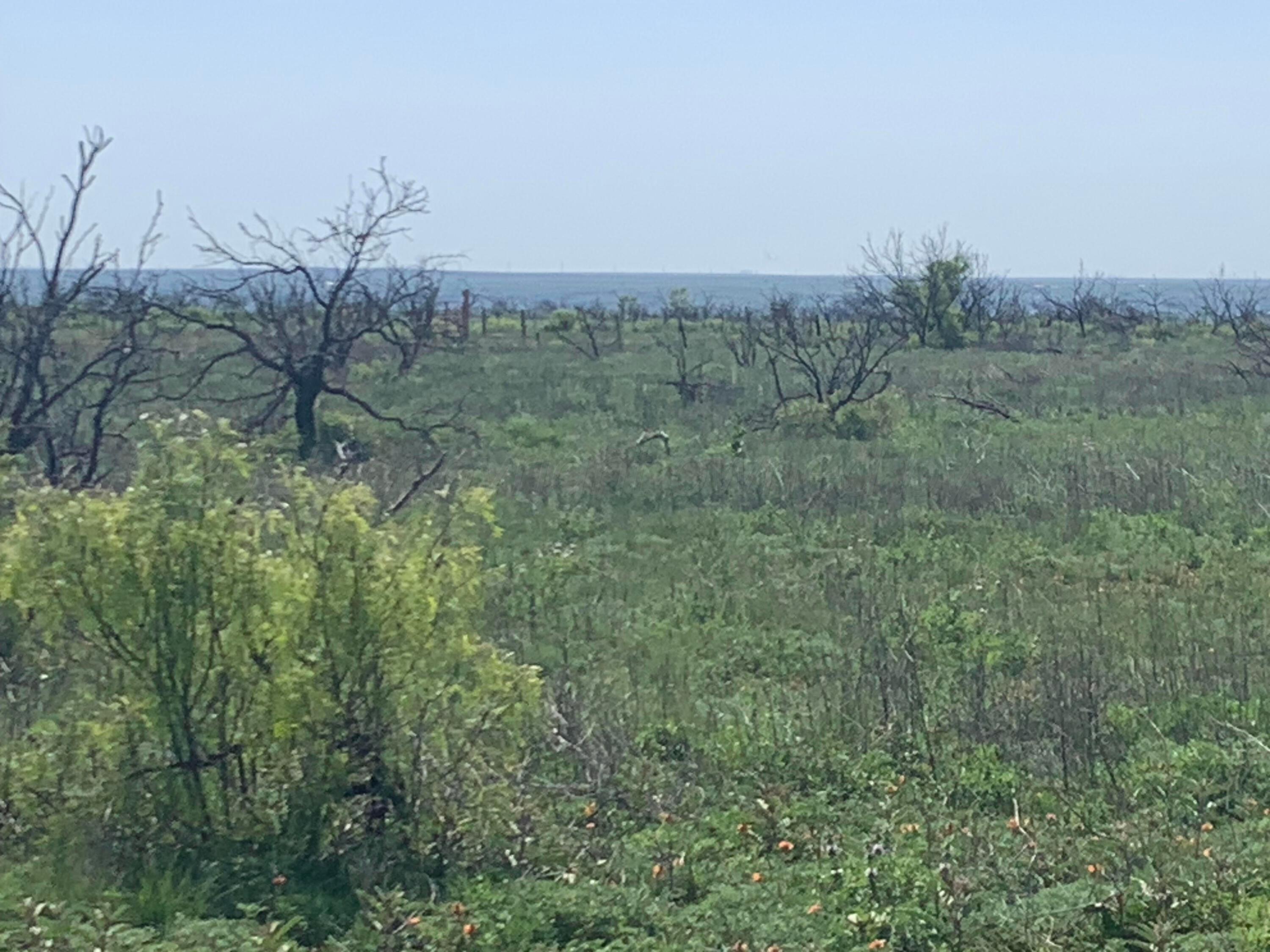 0 Cedar Creek Road Boys Ranch, TX 79010 - Photo 2 of 7 a view of a field of grass and trees