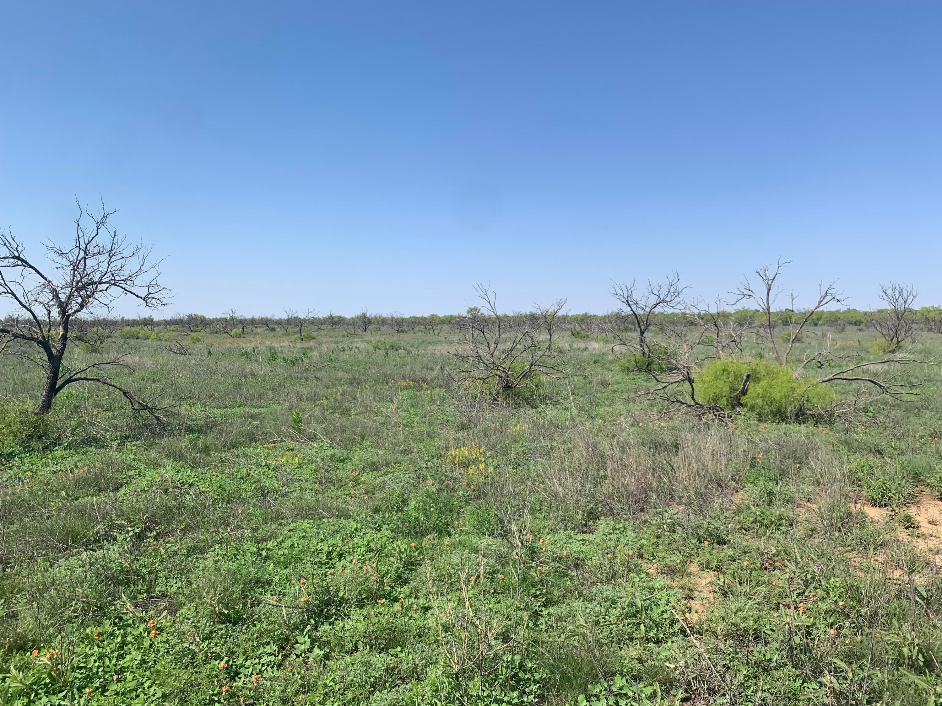 0 Cedar Creek Road Boys Ranch, TX 79010 - Photo 3 of 7 a view of a field of grass and trees