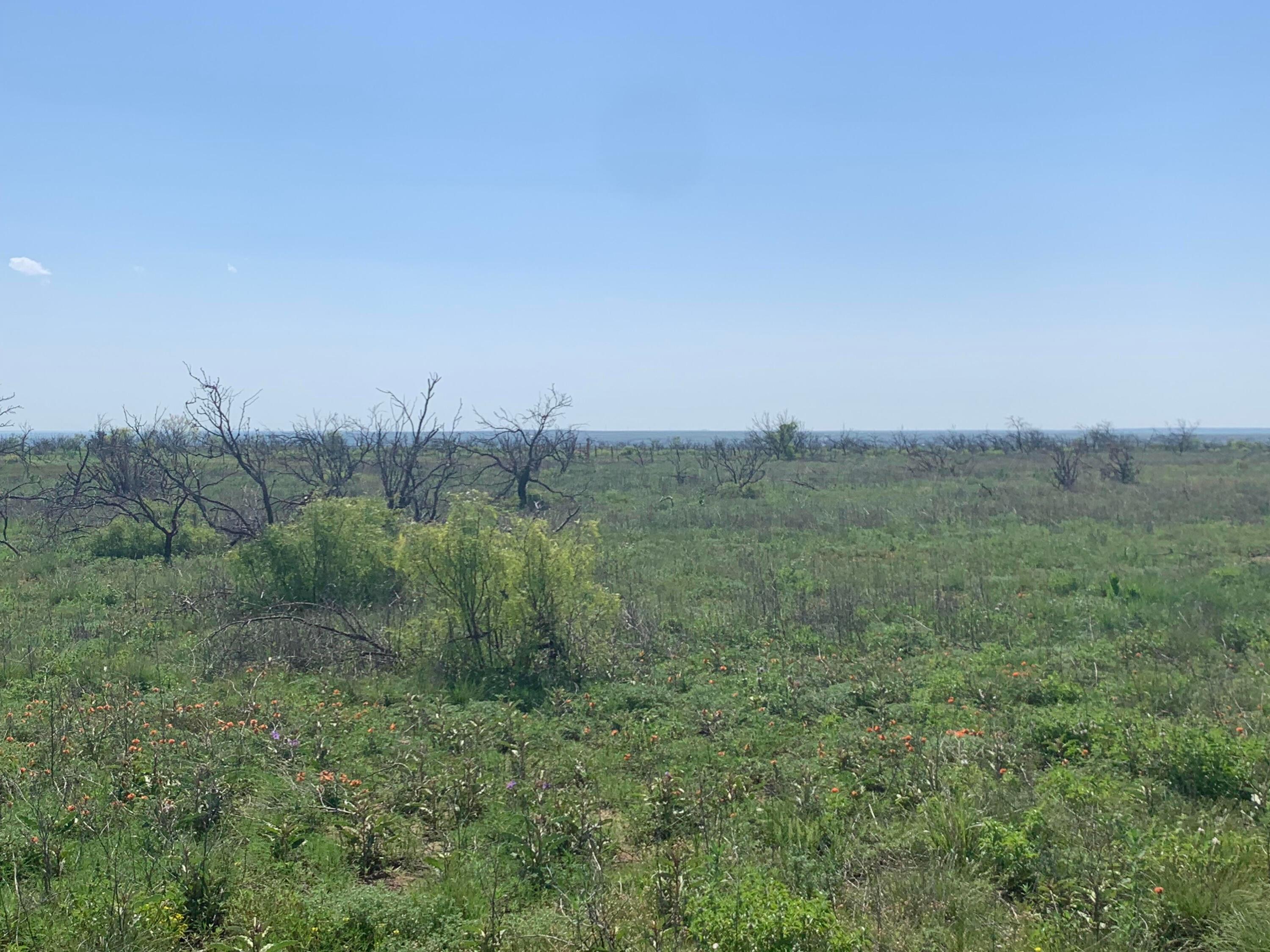 0 Cedar Creek Road Boys Ranch, TX 79010 - Photo 4 of 7 a view of a field of grass and trees