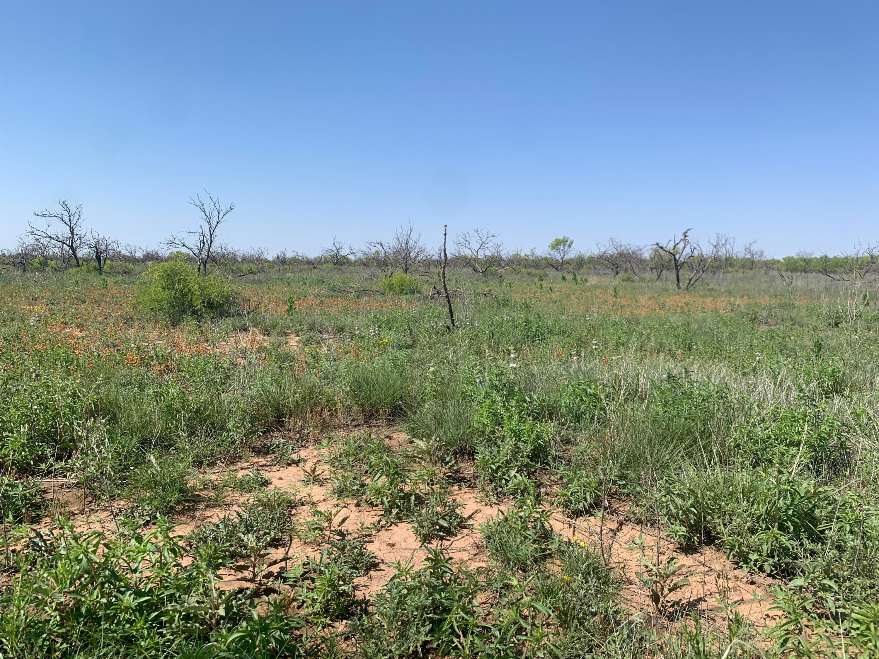 0 Cedar Creek Road Boys Ranch, TX 79010 - Photo 5 of 7 a view of a lake and green valley