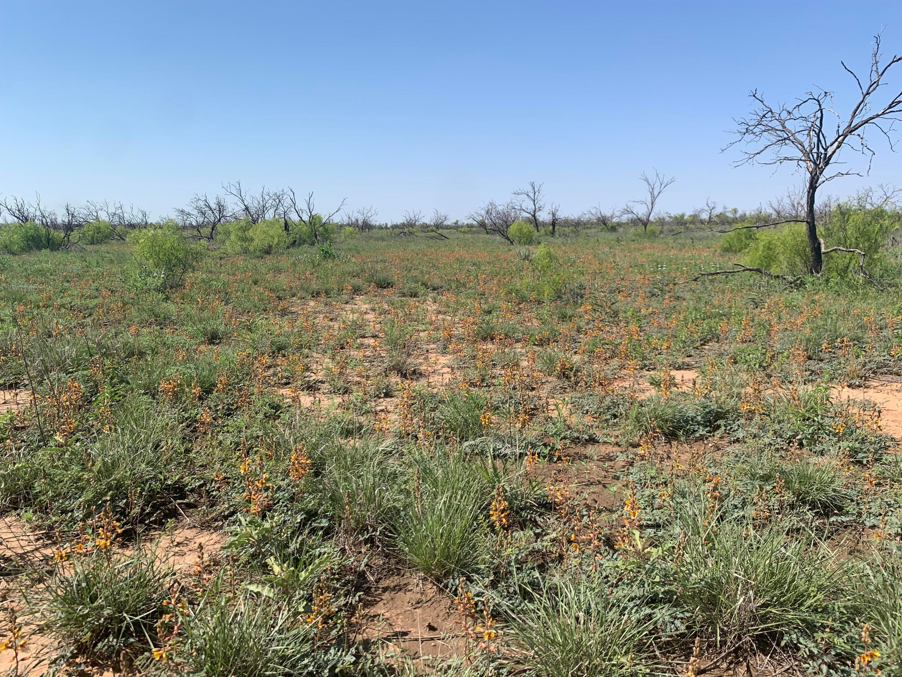 0 Cedar Creek Road Boys Ranch, TX 79010 - Photo 6 of 7 a view of a field with trees in background