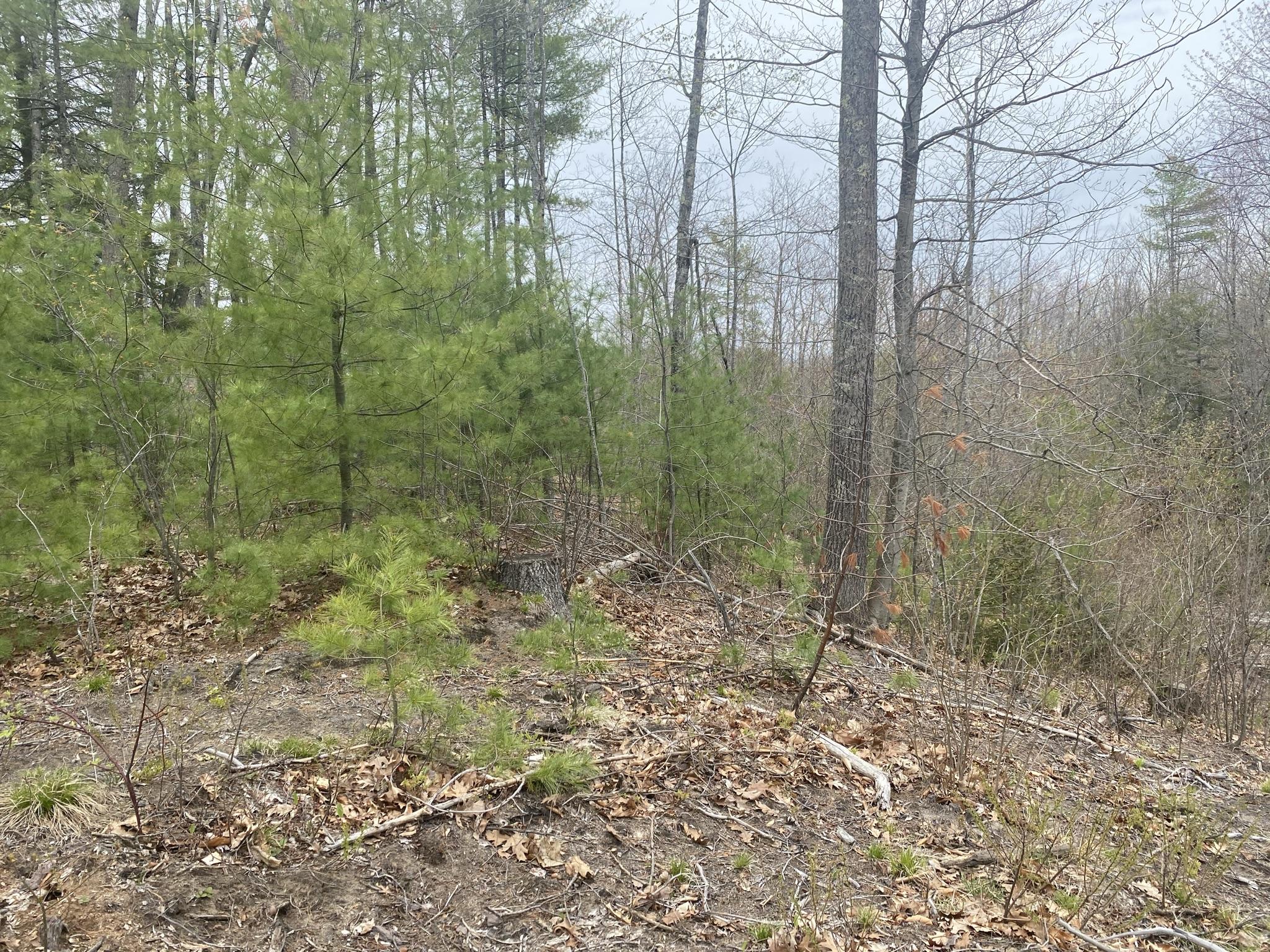 25-acres Killick Pond Road Hollis Center, ME 04042 - Photo 15 of 19 2C6CC8E4-2B18-4AAB-8304-5050B3FD33AC