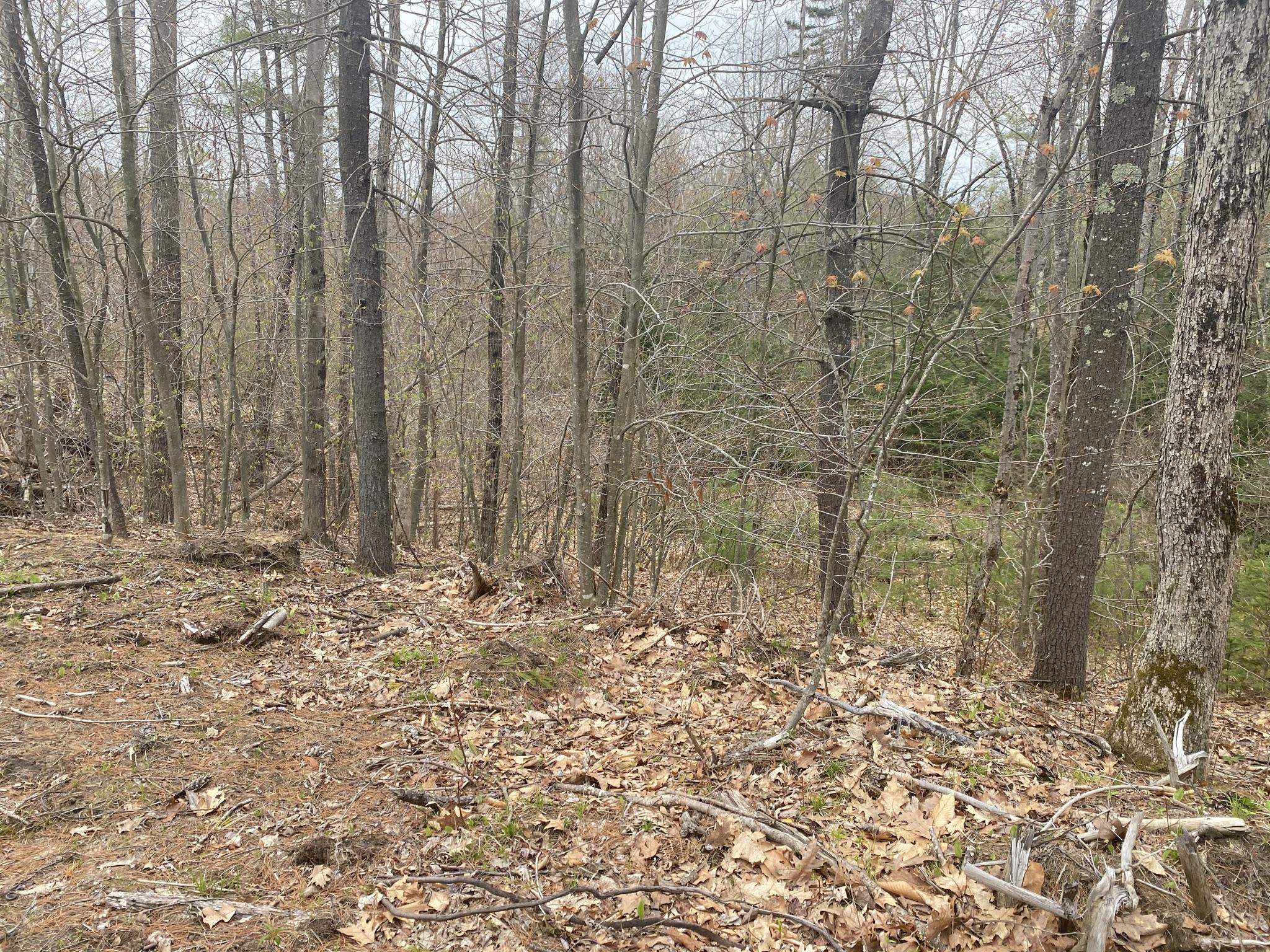 25-acres Killick Pond Road Hollis Center, ME 04042 - Photo 17 of 19 263B295C-CE11-4C25-B5C8-8B18CA3C03E2